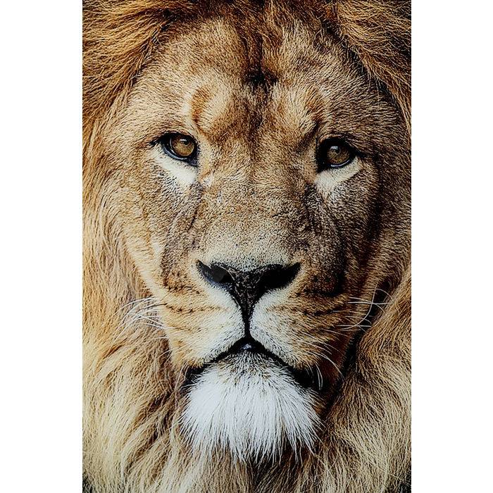 Glass Picture King of Lion 150x100 - JULIA VENCE STORE