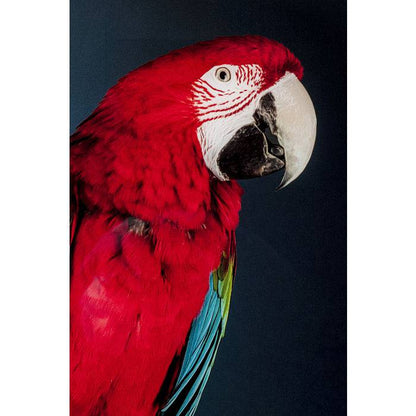 Glass Picture Twin Parrot 80x120 - JULIA VENCE STORE