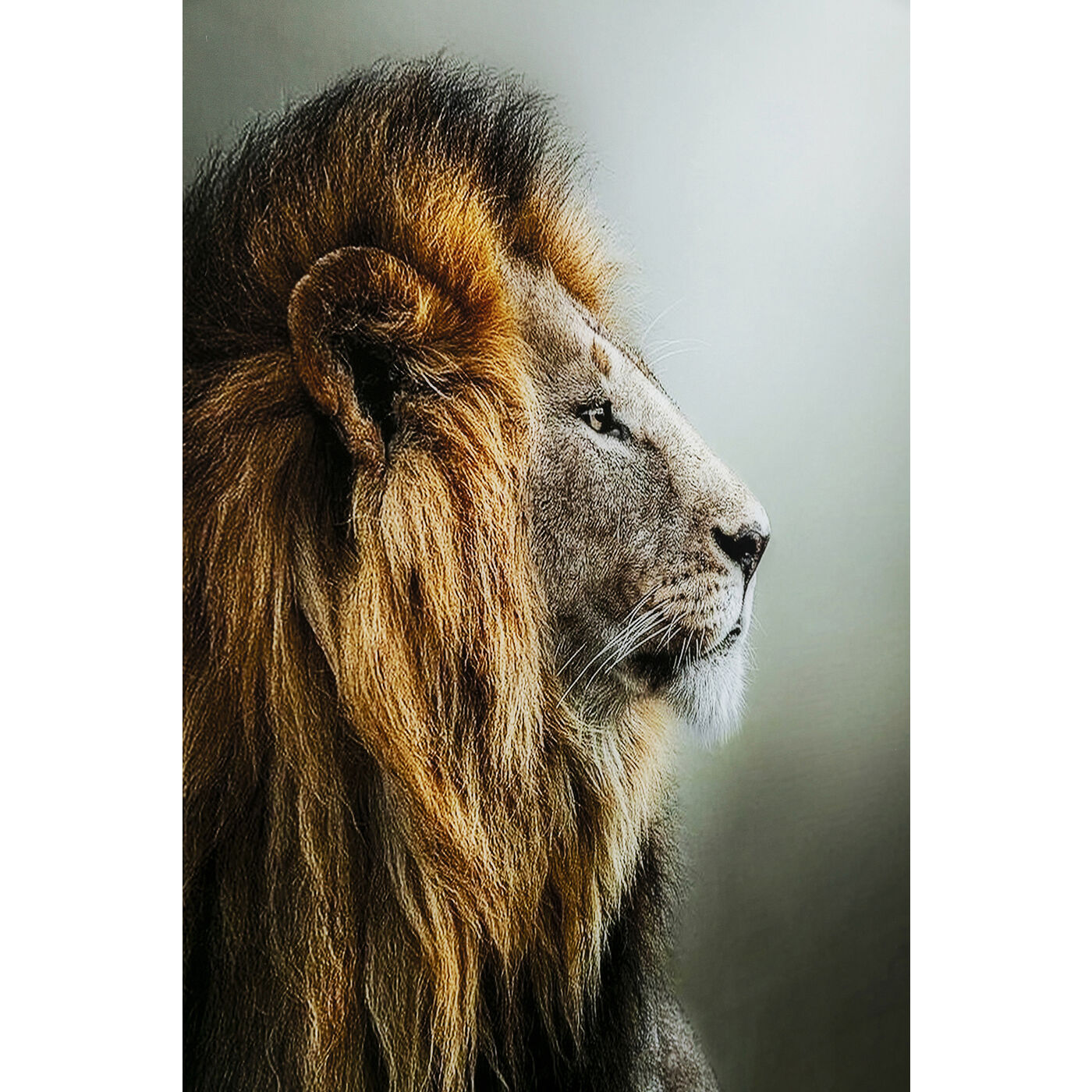 Glass Picture Lion King 100x100cm